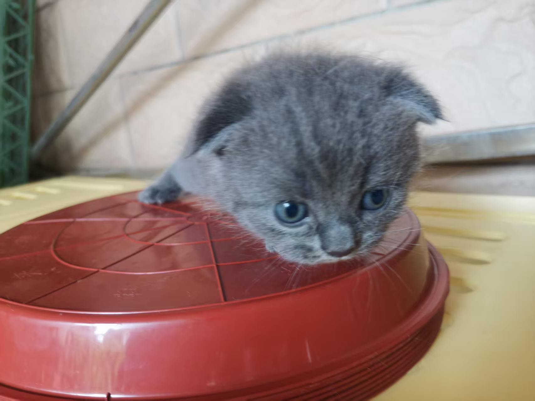 紫金渐层猫(白)公➕英国短毛猫(蓝)母